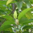 Magnolia champaca - Leihao in Manipuri at Bugis Singapore
