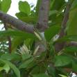 Magnolia champaca - Leihao in Manipuri at Bugis Singapore